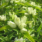 Gentian, Cream (Gentiana Alba) - 50 Seeds seed packet from Seed Therapy – American - grown, heirloom seeds