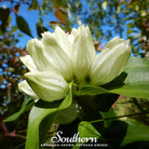 Gentian, Cream (Gentiana Alba) - 50 Seeds seed packet from Seed Therapy – American - grown, heirloom seeds