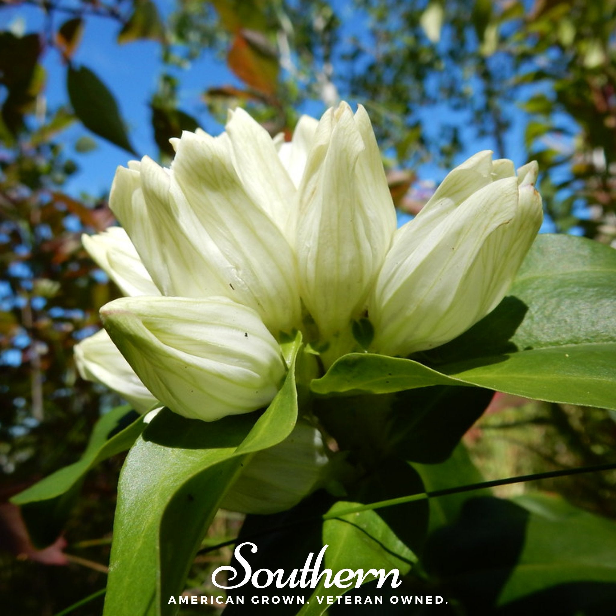 Gentian, Cream (Gentiana Alba) - 50 Seeds seed packet from Seed Therapy – American - grown, heirloom seeds