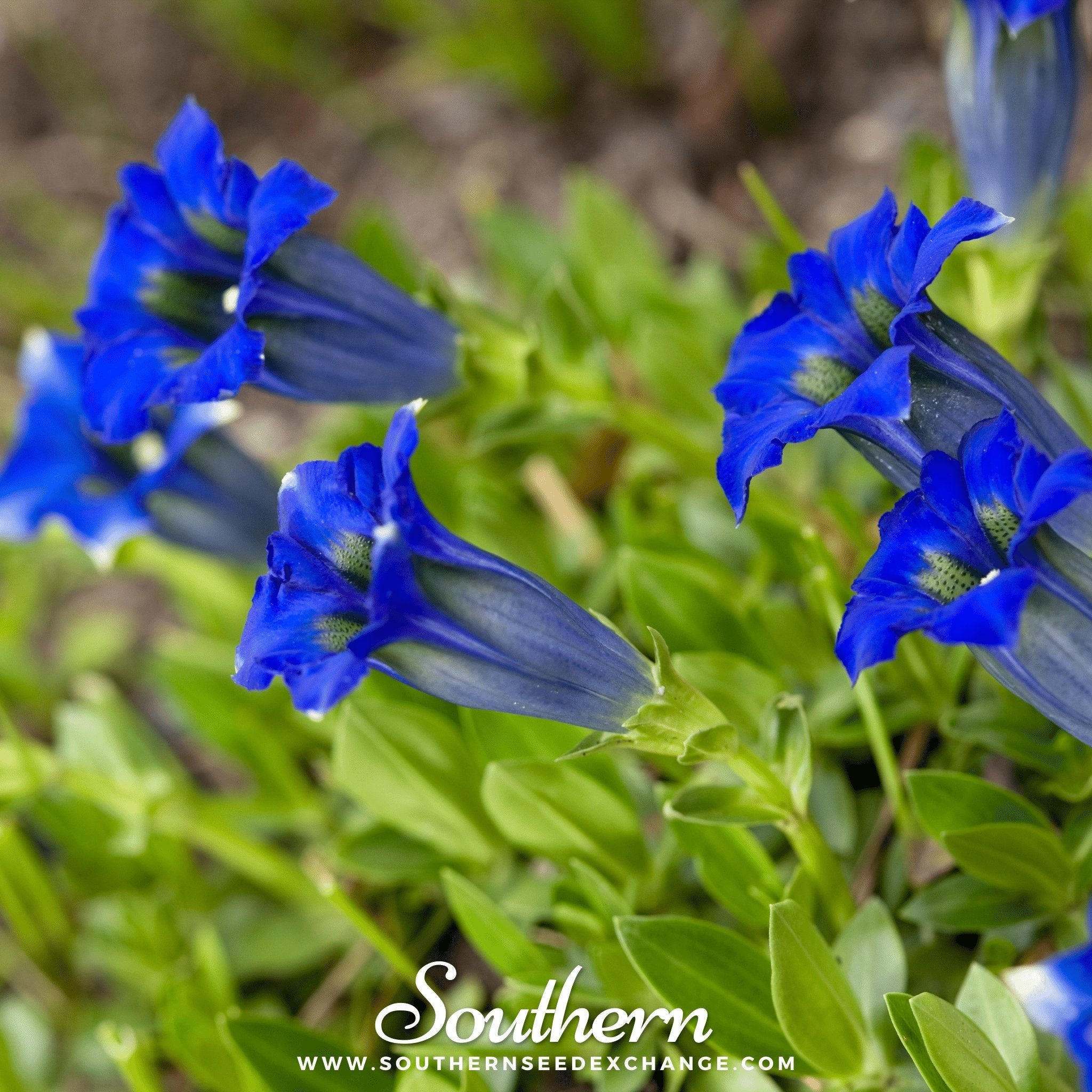 Gentian, Stemless (Gentiana Acaulis) - 50 Seeds seed packet from Seed Therapy – American - grown, heirloom seeds