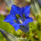 Gentian, Stemless (Gentiana Acaulis) - 50 Seeds seed packet from Seed Therapy – American - grown, heirloom seeds