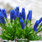 Gentian, Stemless (Gentiana Acaulis) - 50 Seeds seed packet from Seed Therapy – American - grown, heirloom seeds