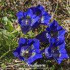 Gentian, Stemless (Gentiana Acaulis) - 50 Seeds seed packet from Seed Therapy – American - grown, heirloom seeds