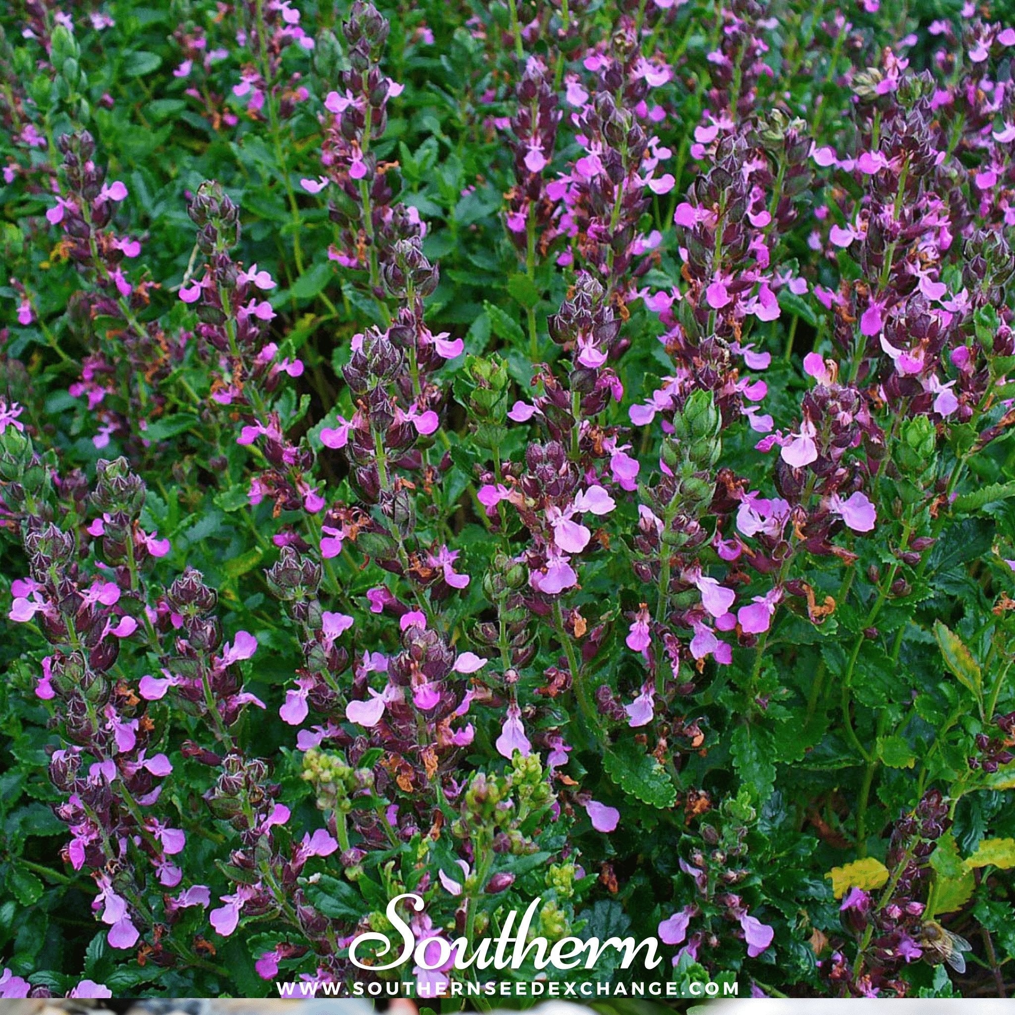 Germander, Wall (Teucrium Chamaedris) - 25 Seeds seed packet from Seed Therapy – American - grown, heirloom seeds