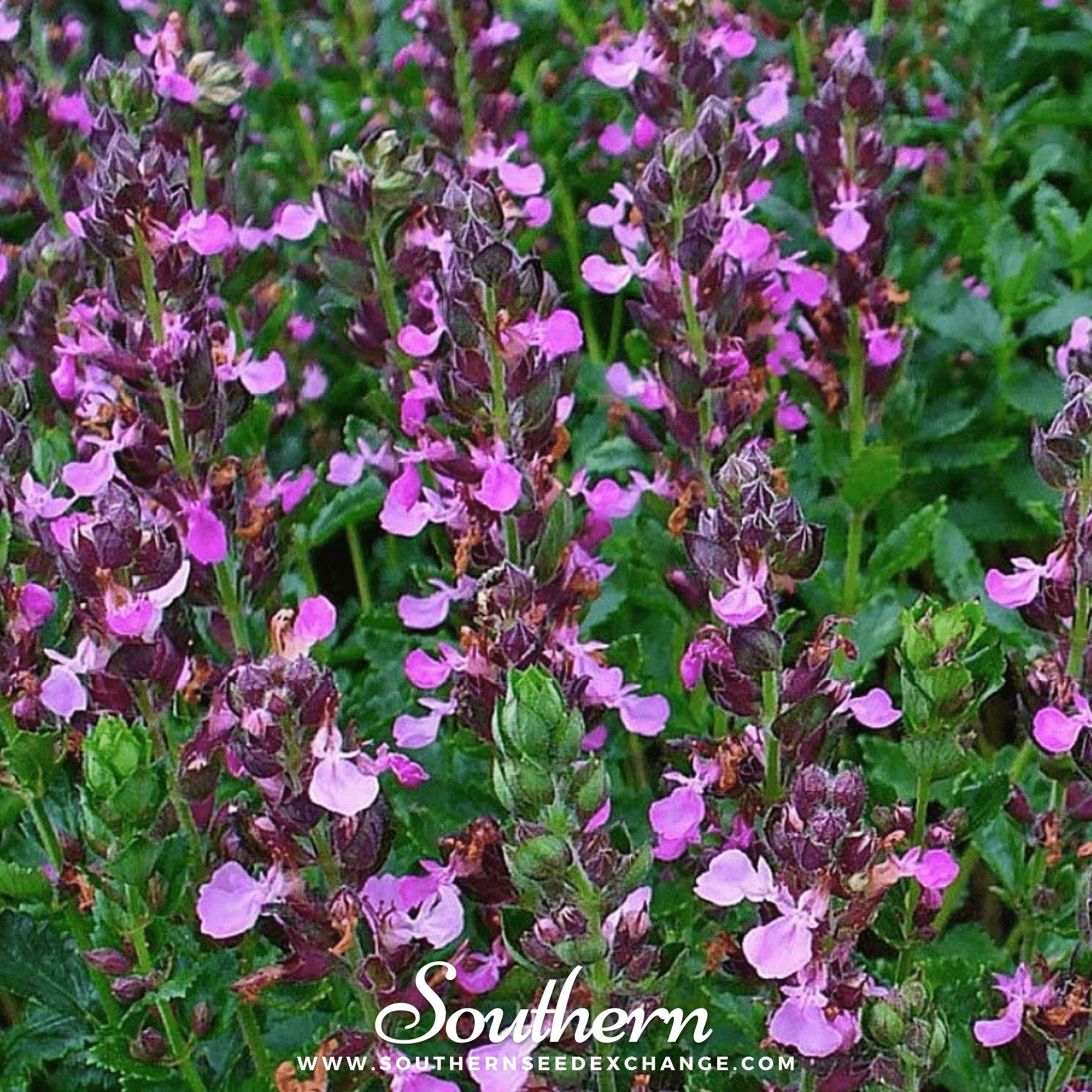 Germander, Wall (Teucrium Chamaedris) - 25 Seeds seed packet from Seed Therapy – American - grown, heirloom seeds