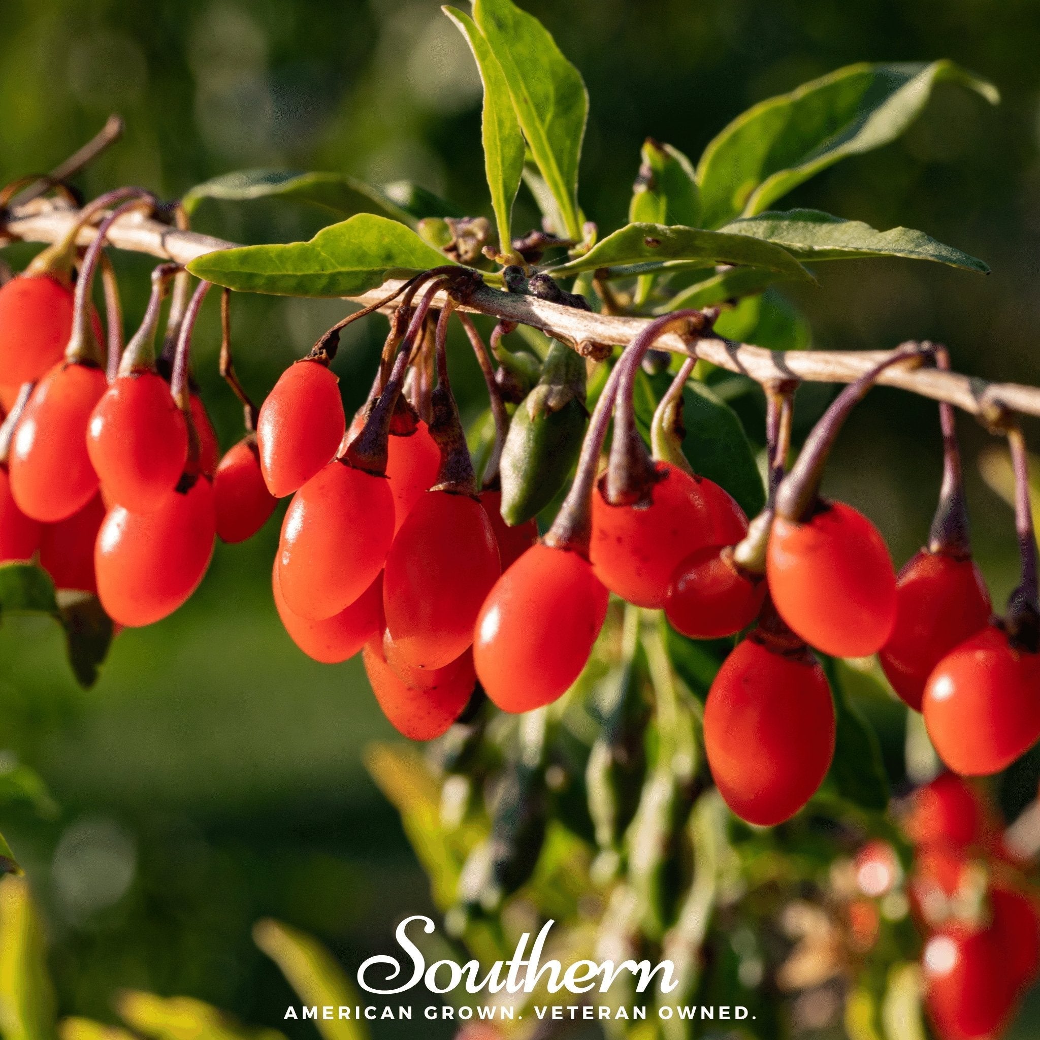 Goji Berry - Wolfberry (Lycium barbarum) - 50 Seeds seed packet from Seed Therapy – American - grown, heirloom seeds