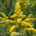 Goldenrod, Ohio (Solidago speciosa) - 100 Seeds seed packet from Seed Therapy – American - grown, heirloom seeds