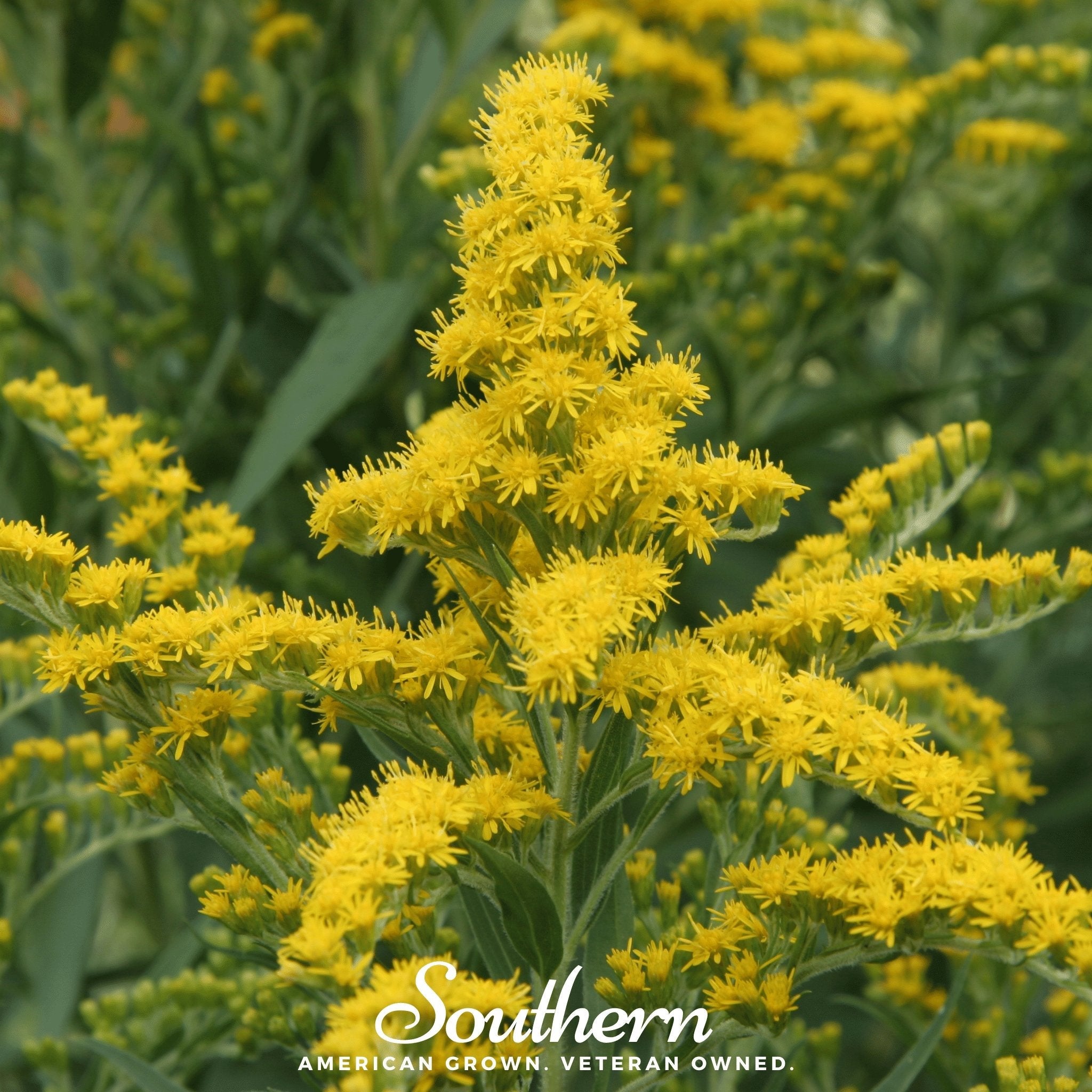 Goldenrod, Ohio (Solidago speciosa) - 100 Seeds seed packet from Seed Therapy – American - grown, heirloom seeds