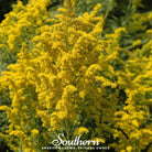 Goldenrod, Ohio (Solidago speciosa) - 100 Seeds seed packet from Seed Therapy – American - grown, heirloom seeds