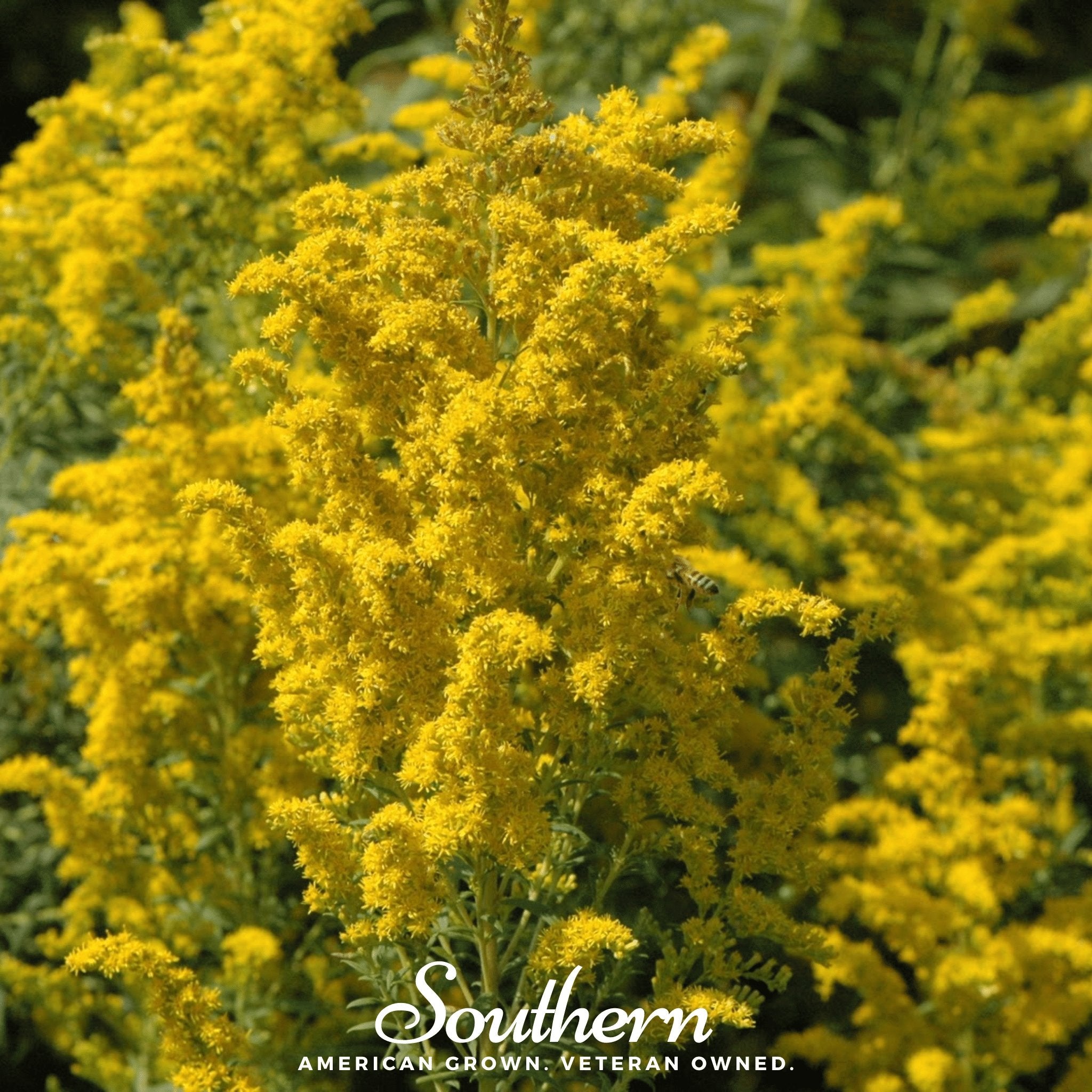 Goldenrod, Ohio (Solidago speciosa) - 100 Seeds seed packet from Seed Therapy – American - grown, heirloom seeds