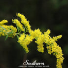 Goldenrod, Ohio (Solidago speciosa) - 100 Seeds seed packet from Seed Therapy – American - grown, heirloom seeds
