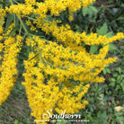 Goldenrod, Ohio (Solidago speciosa) - 100 Seeds seed packet from Seed Therapy – American - grown, heirloom seeds