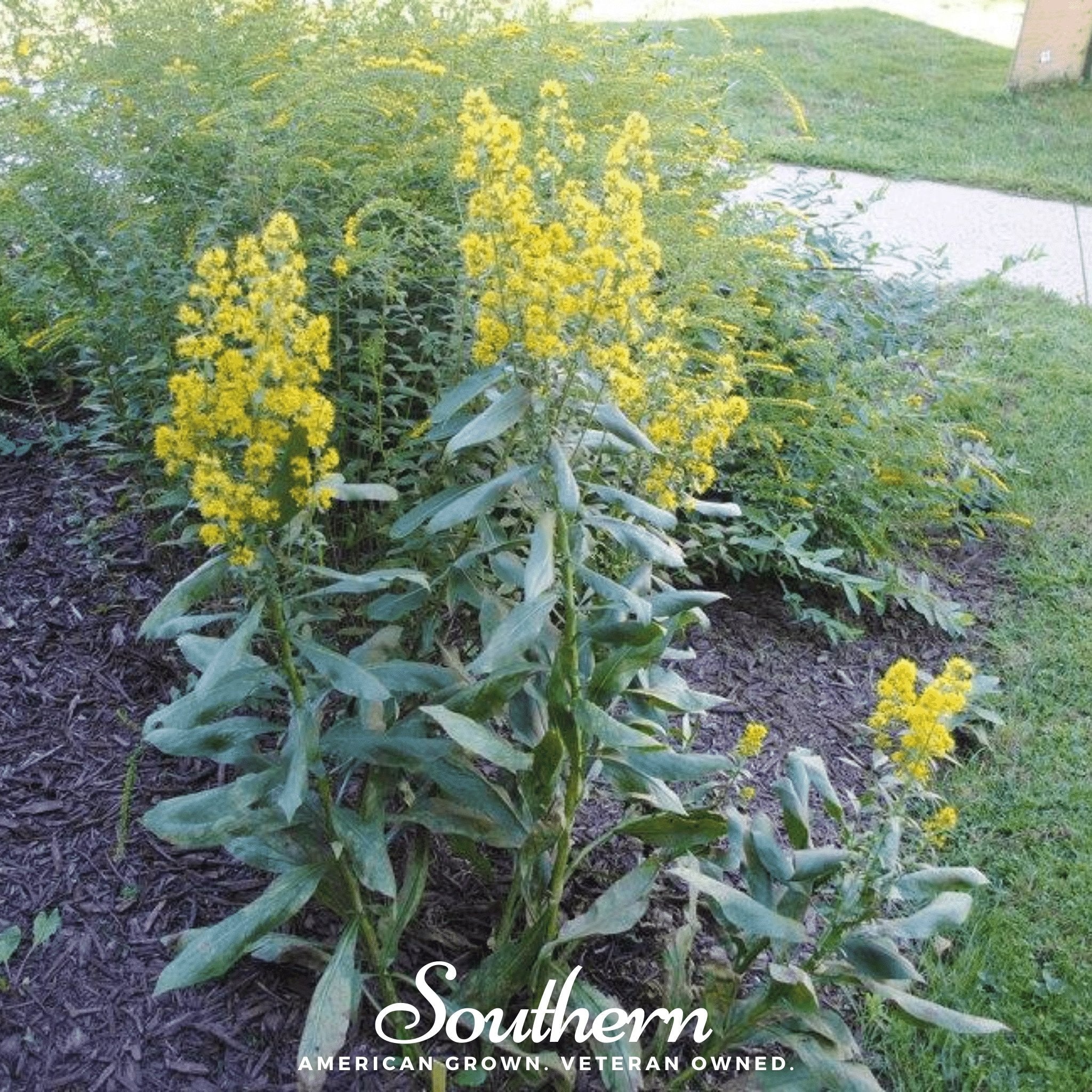 Goldenrod, Showy (Solidago speciosa) - 100 Seeds seed packet from Seed Therapy – American - grown, heirloom seeds