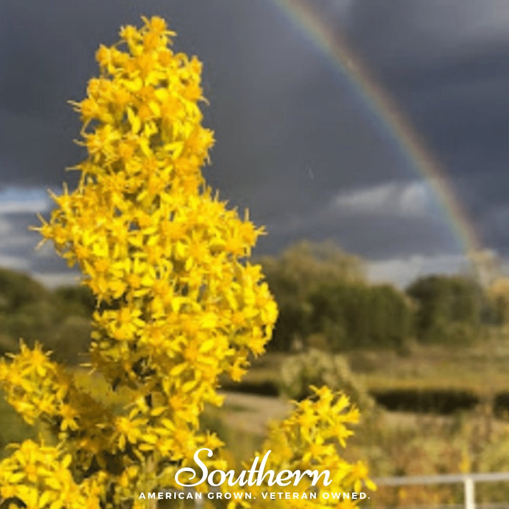 Goldenrod, Showy (Solidago speciosa) - 100 Seeds seed packet from Seed Therapy – American - grown, heirloom seeds