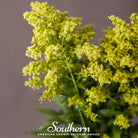 Goldenrod, Showy (Solidago speciosa) - 100 Seeds seed packet from Seed Therapy – American - grown, heirloom seeds