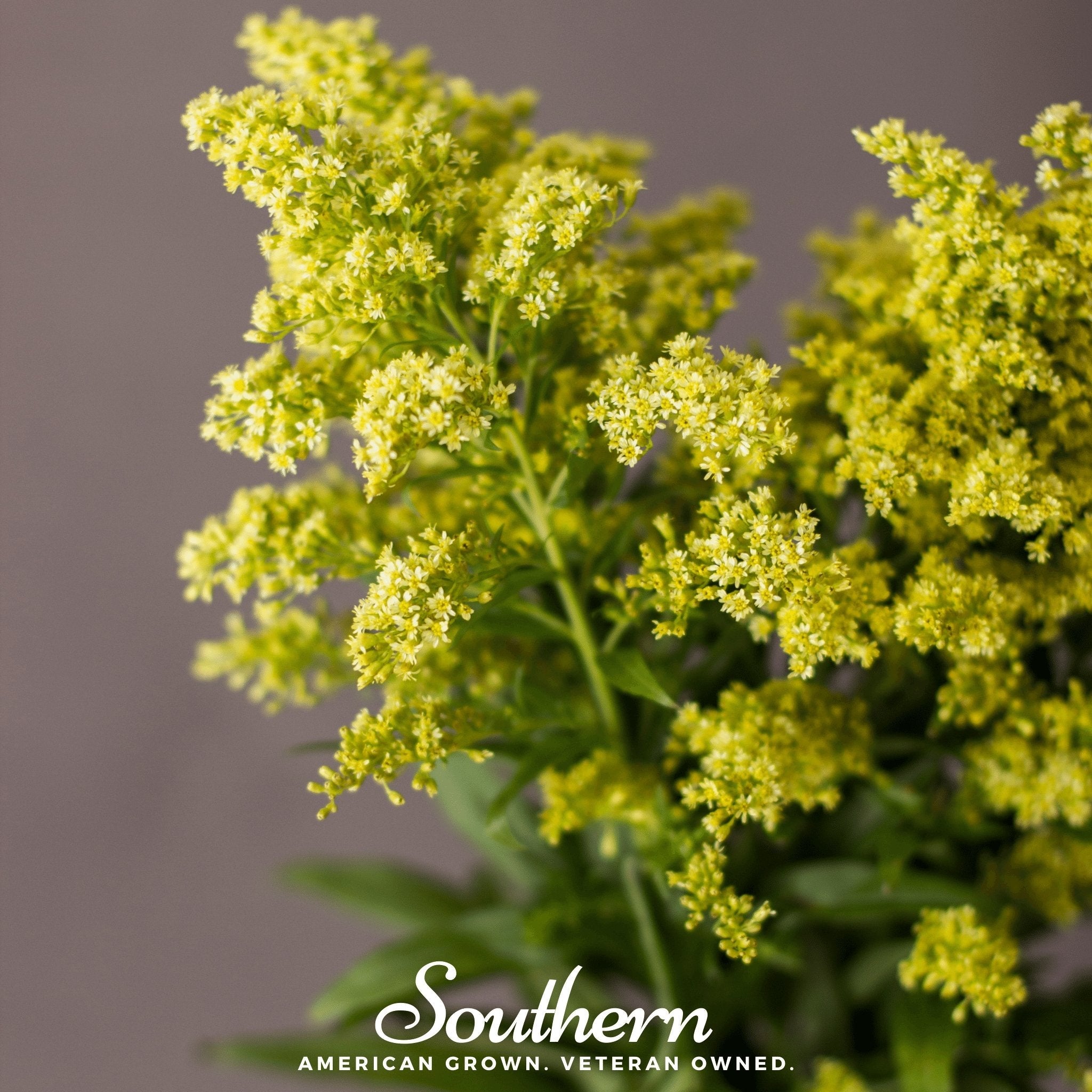 Goldenrod, Showy (Solidago speciosa) - 100 Seeds seed packet from Seed Therapy – American - grown, heirloom seeds