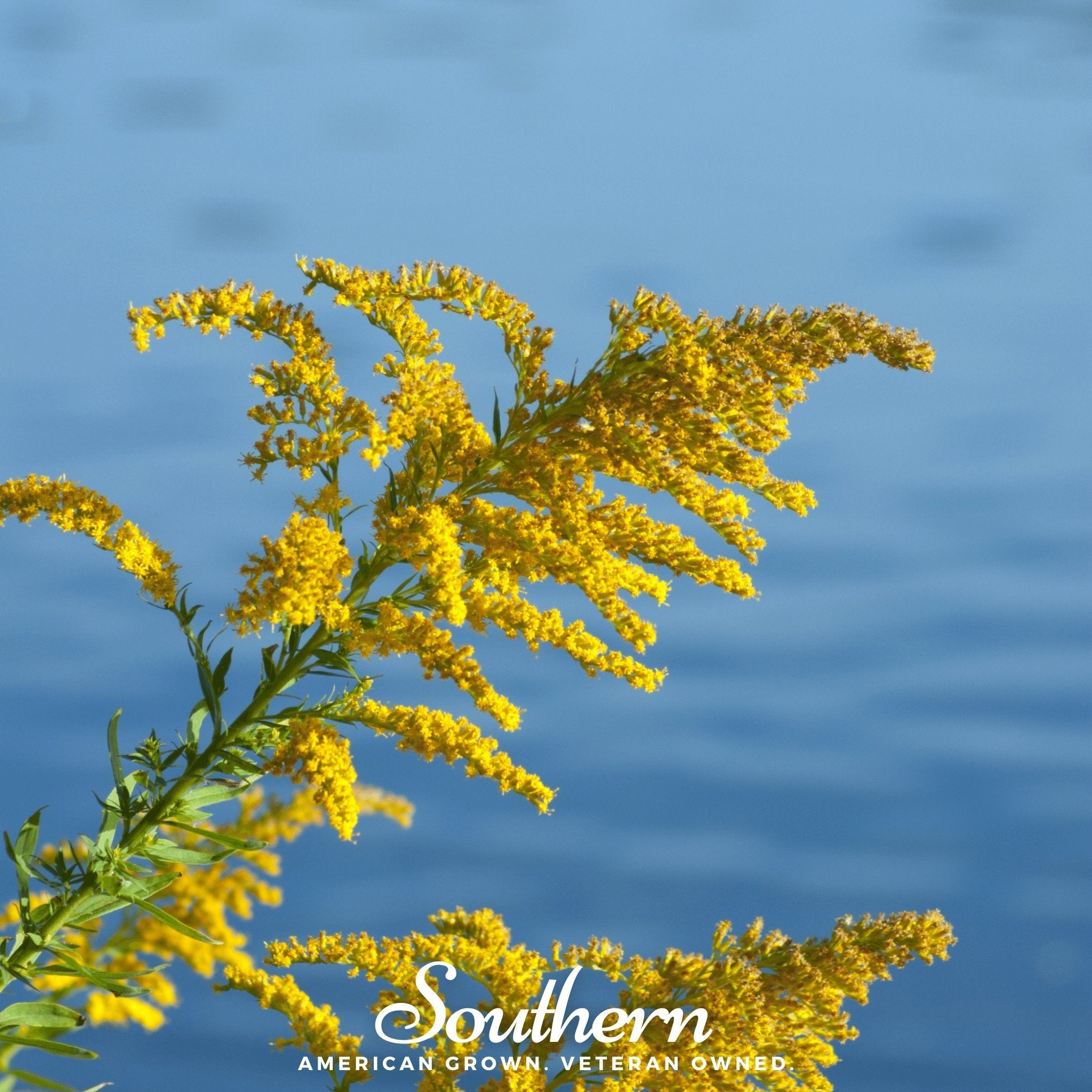Goldenrod, Showy (Solidago speciosa) - 100 Seeds seed packet from Seed Therapy – American - grown, heirloom seeds