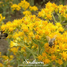 Goldenrod, Stiff (Solidago rigida) - 100 Seeds seed packet from Seed Therapy – American - grown, heirloom seeds