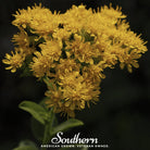 Goldenrod, Stiff (Solidago rigida) - 100 Seeds seed packet from Seed Therapy – American - grown, heirloom seeds