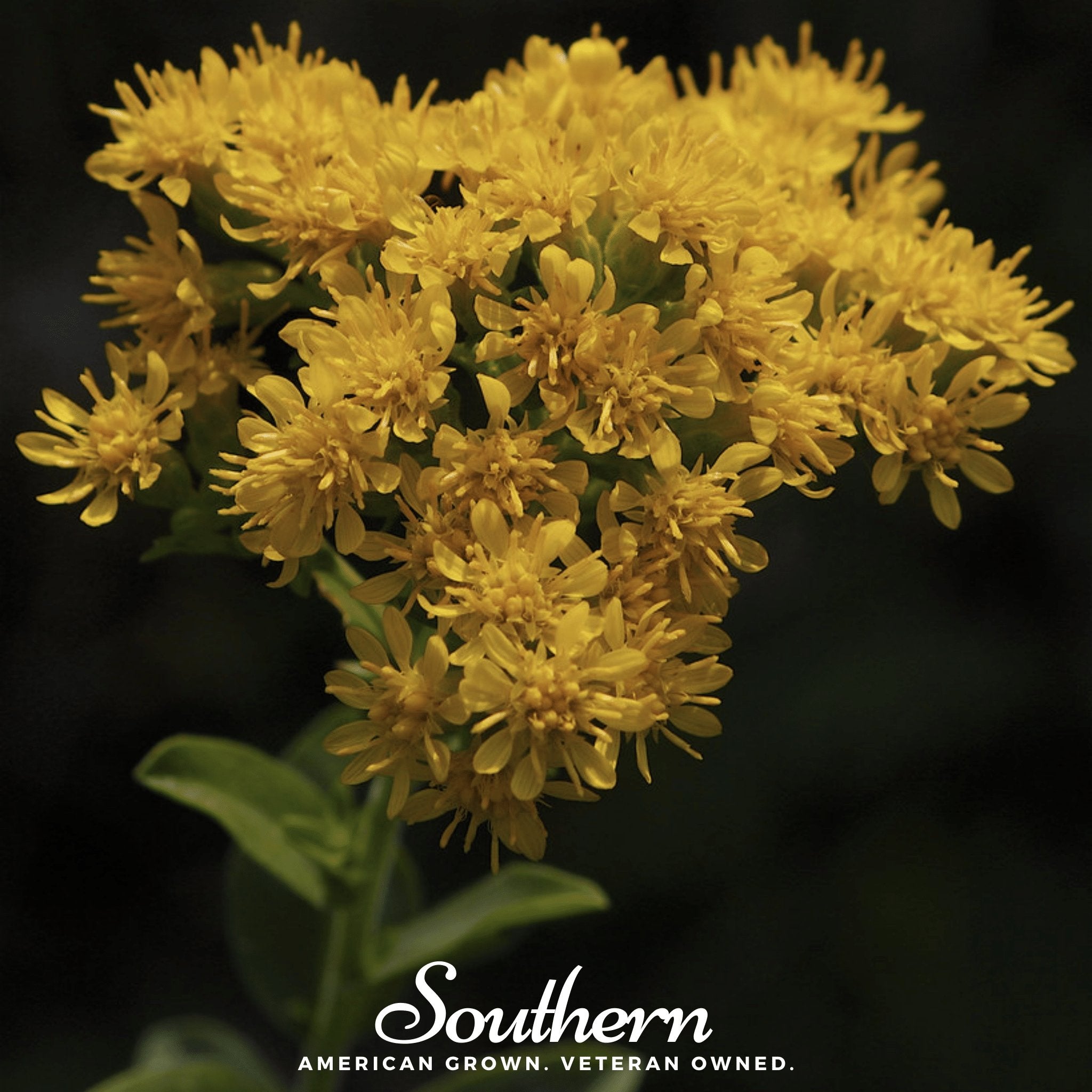 Goldenrod, Stiff (Solidago rigida) - 100 Seeds seed packet from Seed Therapy – American - grown, heirloom seeds