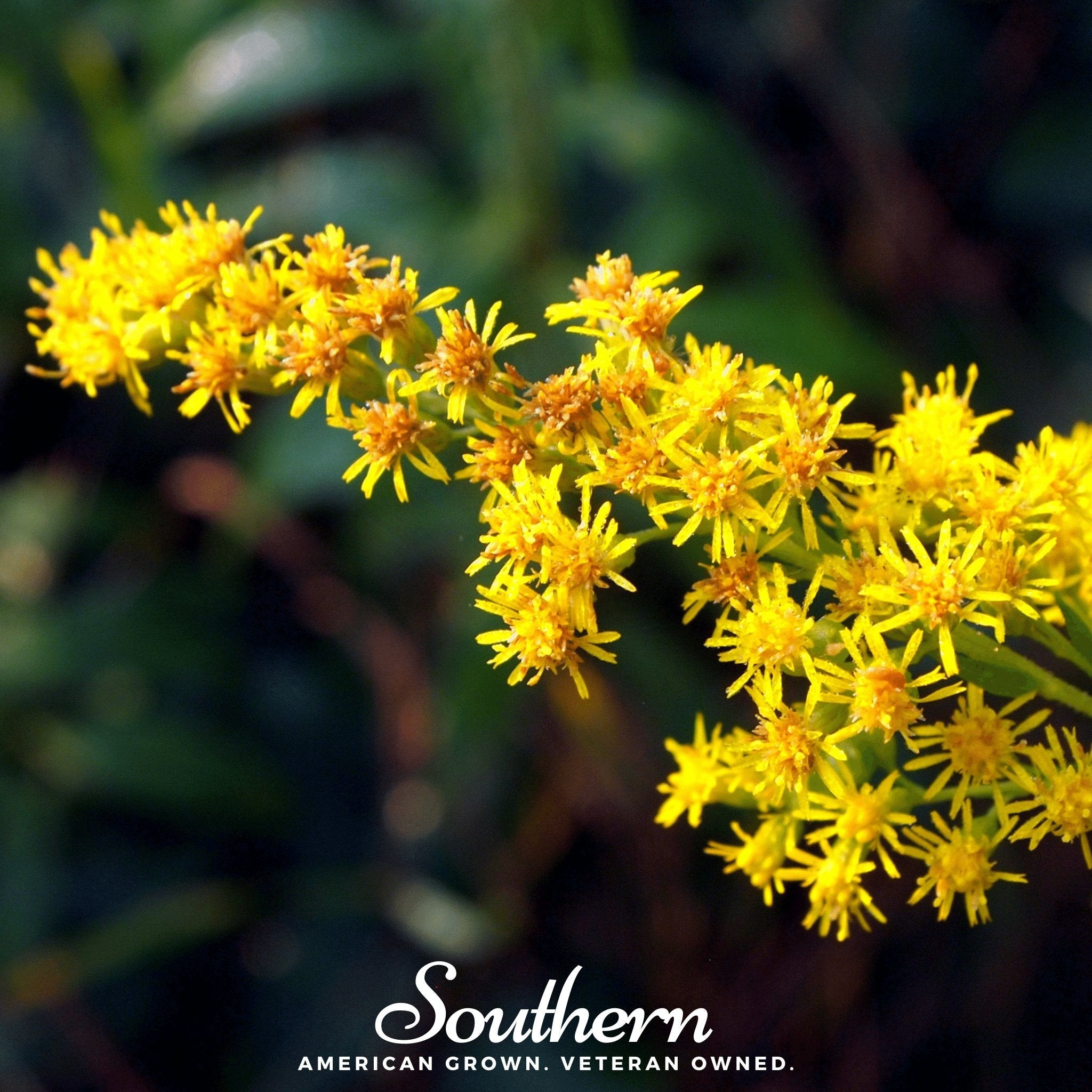 Goldenrod, Stiff (Solidago rigida) - 100 Seeds seed packet from Seed Therapy – American - grown, heirloom seeds