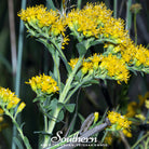 Goldenrod, Stiff (Solidago rigida) - 100 Seeds seed packet from Seed Therapy – American - grown, heirloom seeds