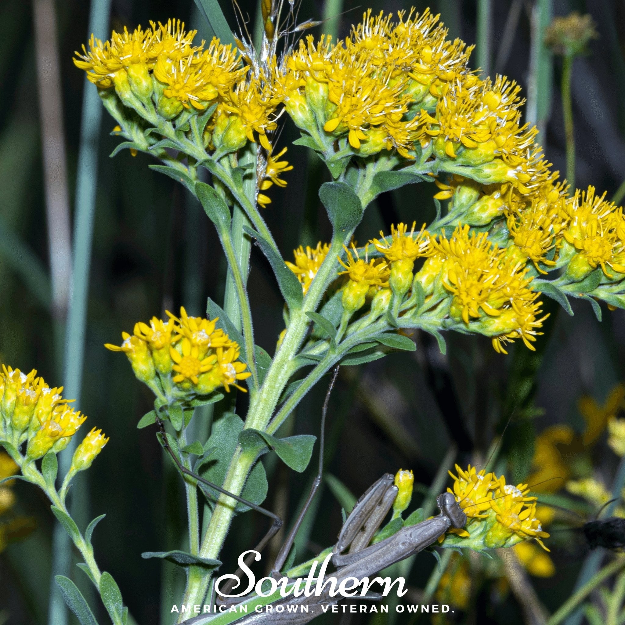 Goldenrod, Stiff (Solidago rigida) - 100 Seeds seed packet from Seed Therapy – American - grown, heirloom seeds