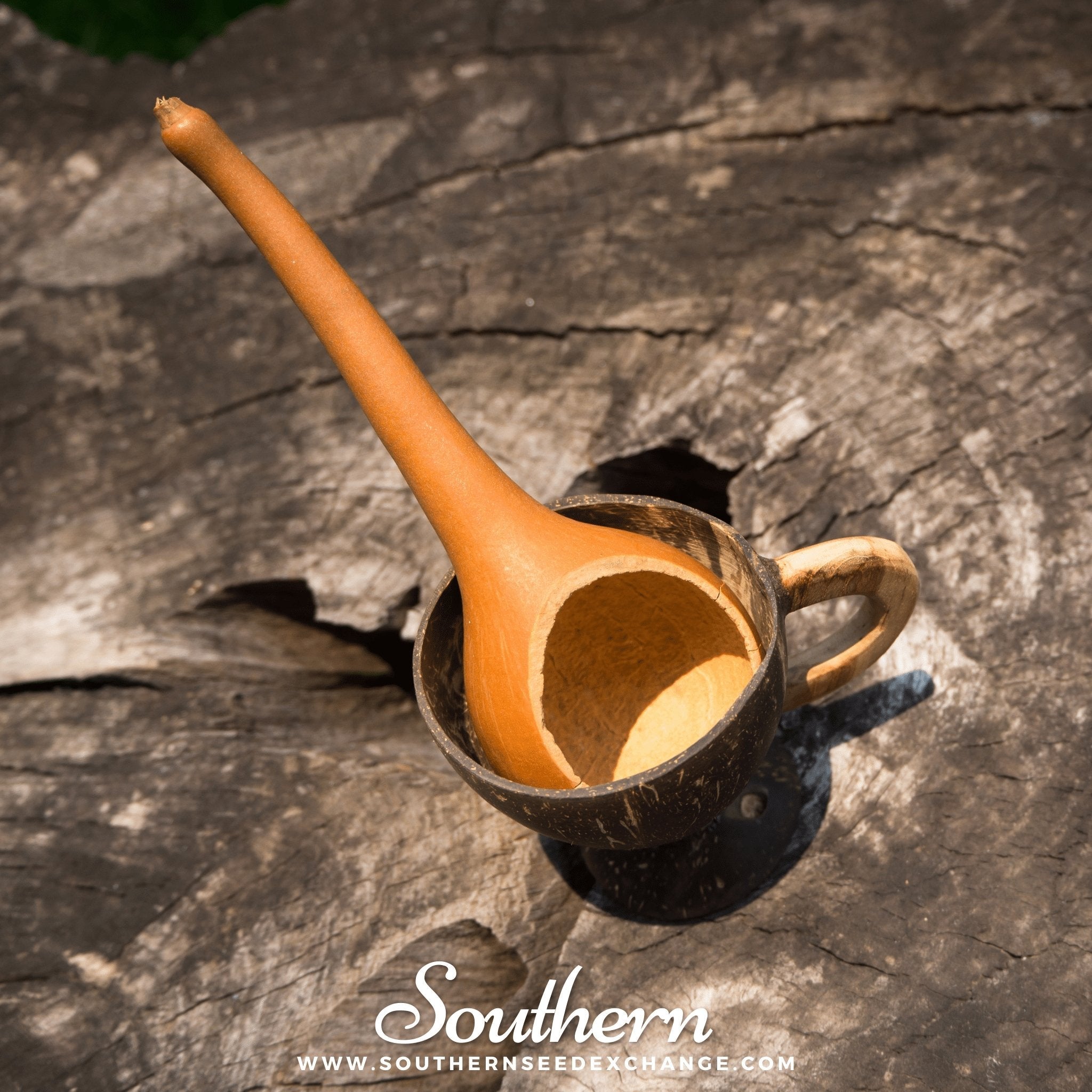 Gourd, Dipper (Lagenaria siceraria Dipper) - 15 Seeds seed packet from Seed Therapy – American - grown, heirloom seeds