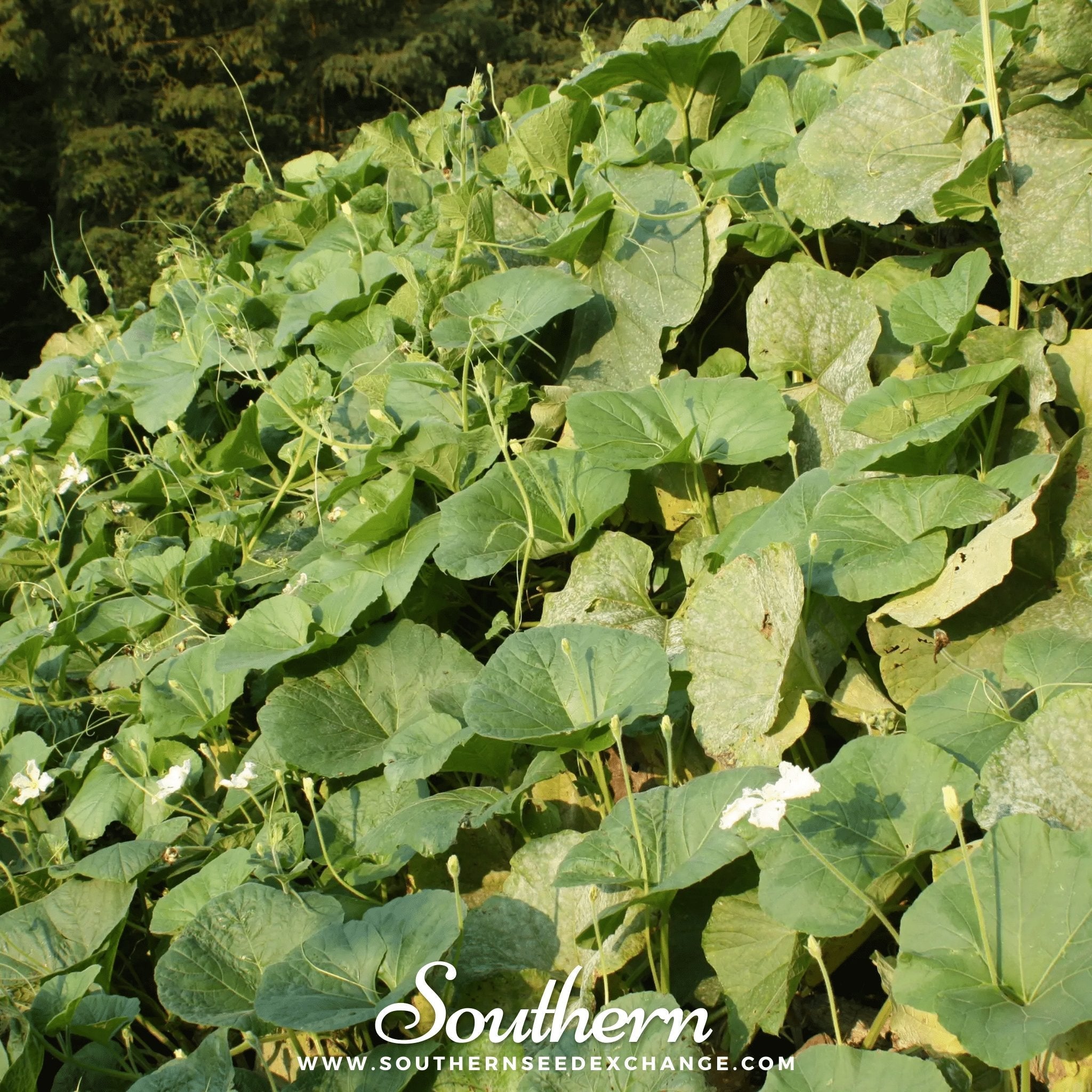 Gourd, Dipper (Lagenaria siceraria Dipper) - 15 Seeds seed packet from Seed Therapy – American - grown, heirloom seeds