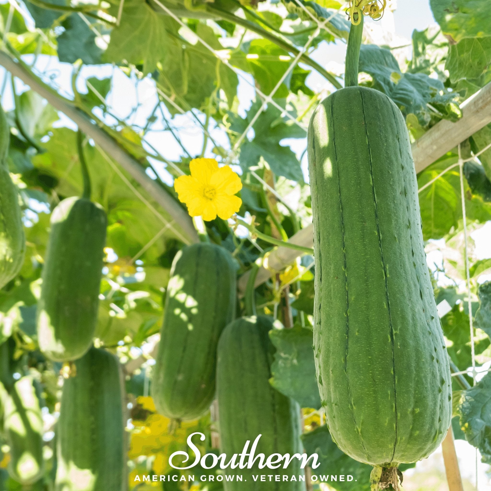 Gourd, Luffa (luffa cylindrica) - 20 Seeds seed packet from Seed Therapy – American - grown, heirloom seeds