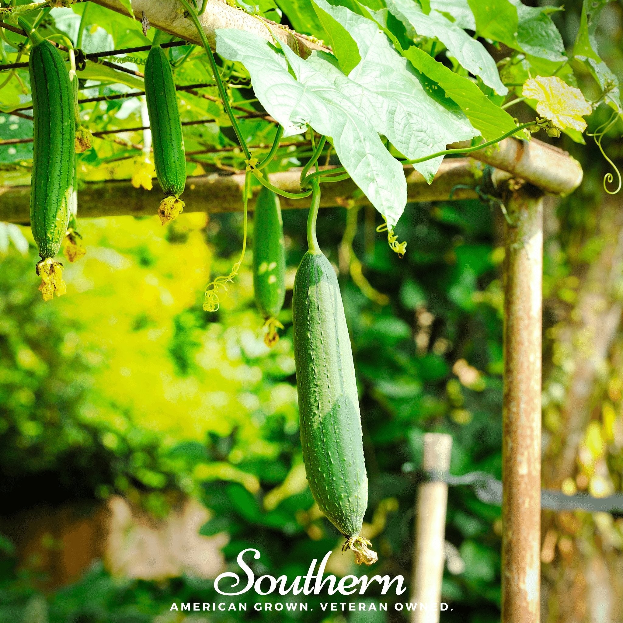 Gourd, Luffa (luffa cylindrica) - 20 Seeds seed packet from Seed Therapy – American - grown, heirloom seeds