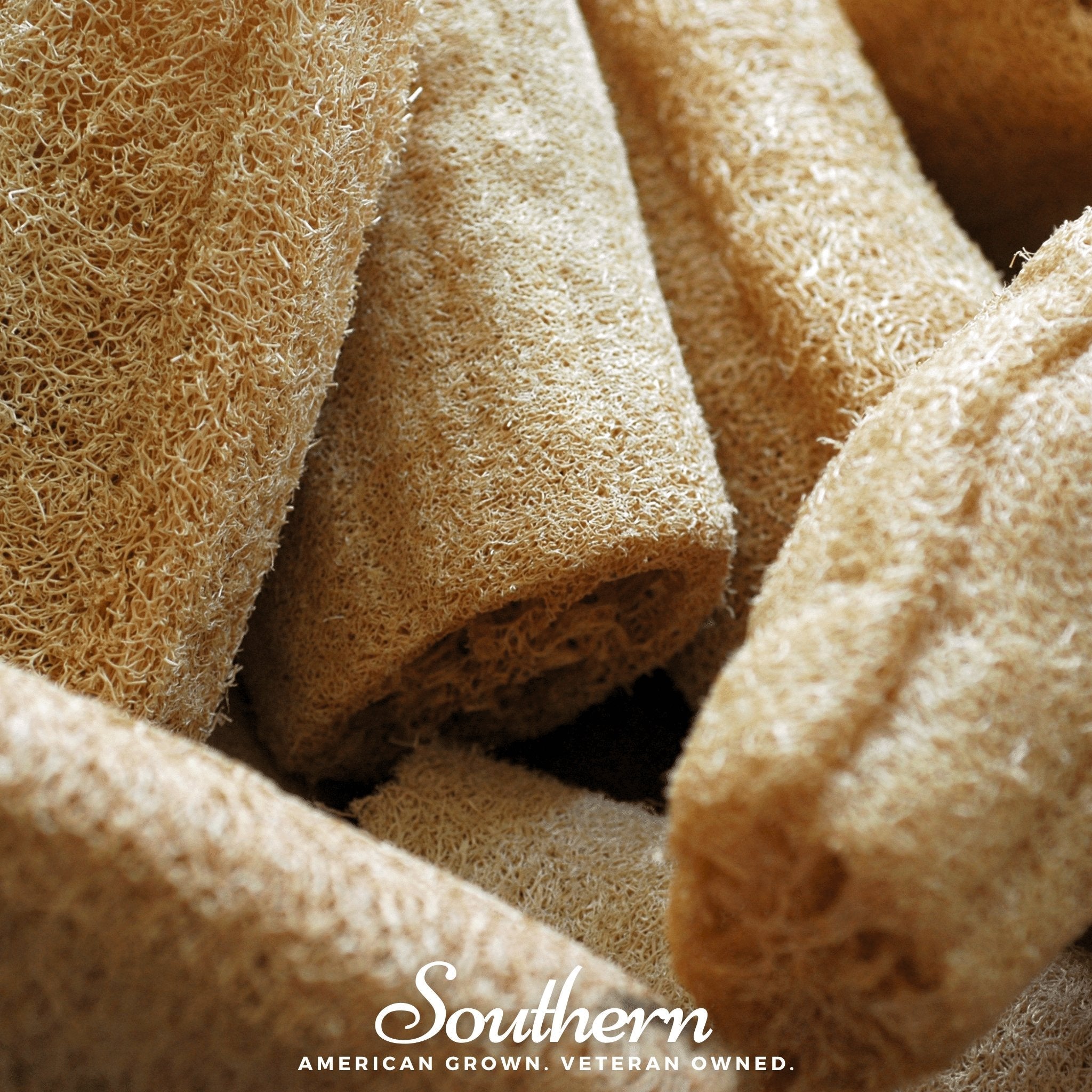 Gourd, Luffa (luffa cylindrica) - 20 Seeds seed packet from Seed Therapy – American - grown, heirloom seeds