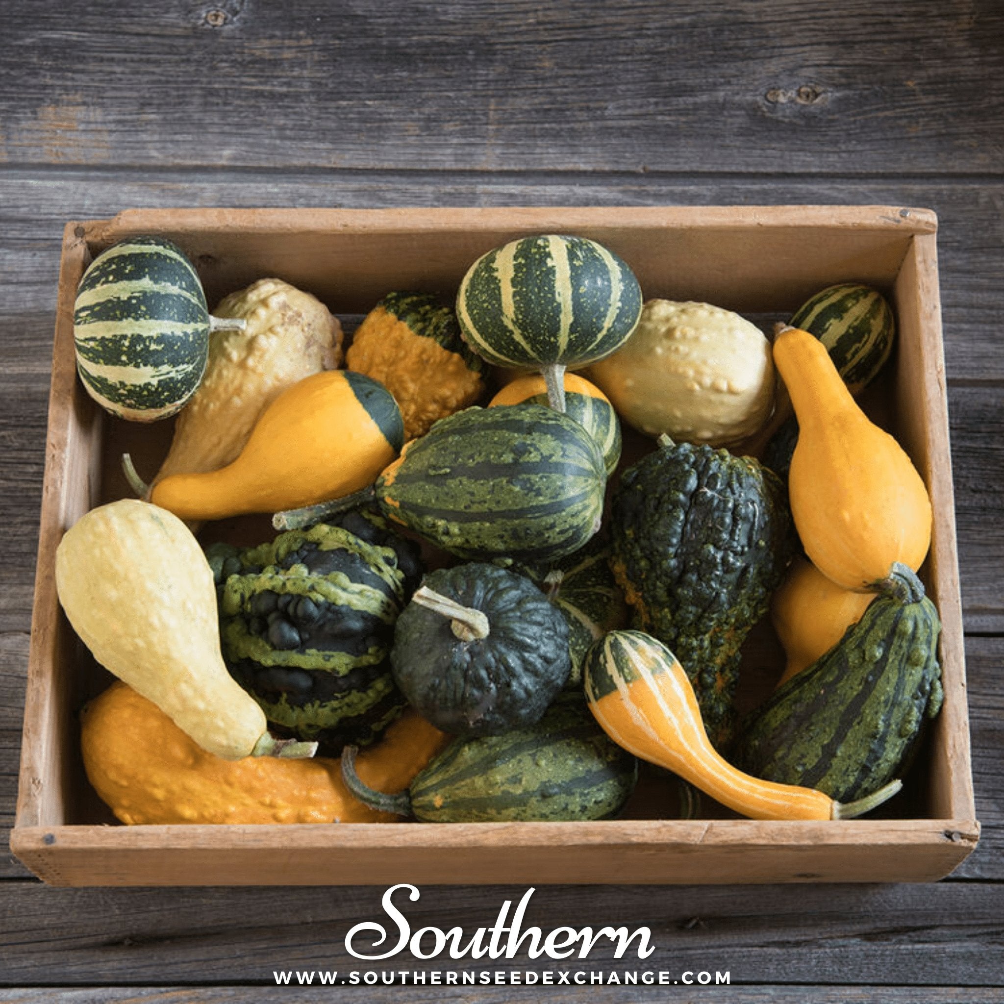 Gourds, Small Mix (Cucurbita pepo) - 20 Seeds seed packet from Seed Therapy – American - grown, heirloom seeds
