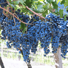 Grapes, Wine - (Vitis vinifera) - 35 Seeds seed packet from Seed Therapy – American - grown, heirloom seeds