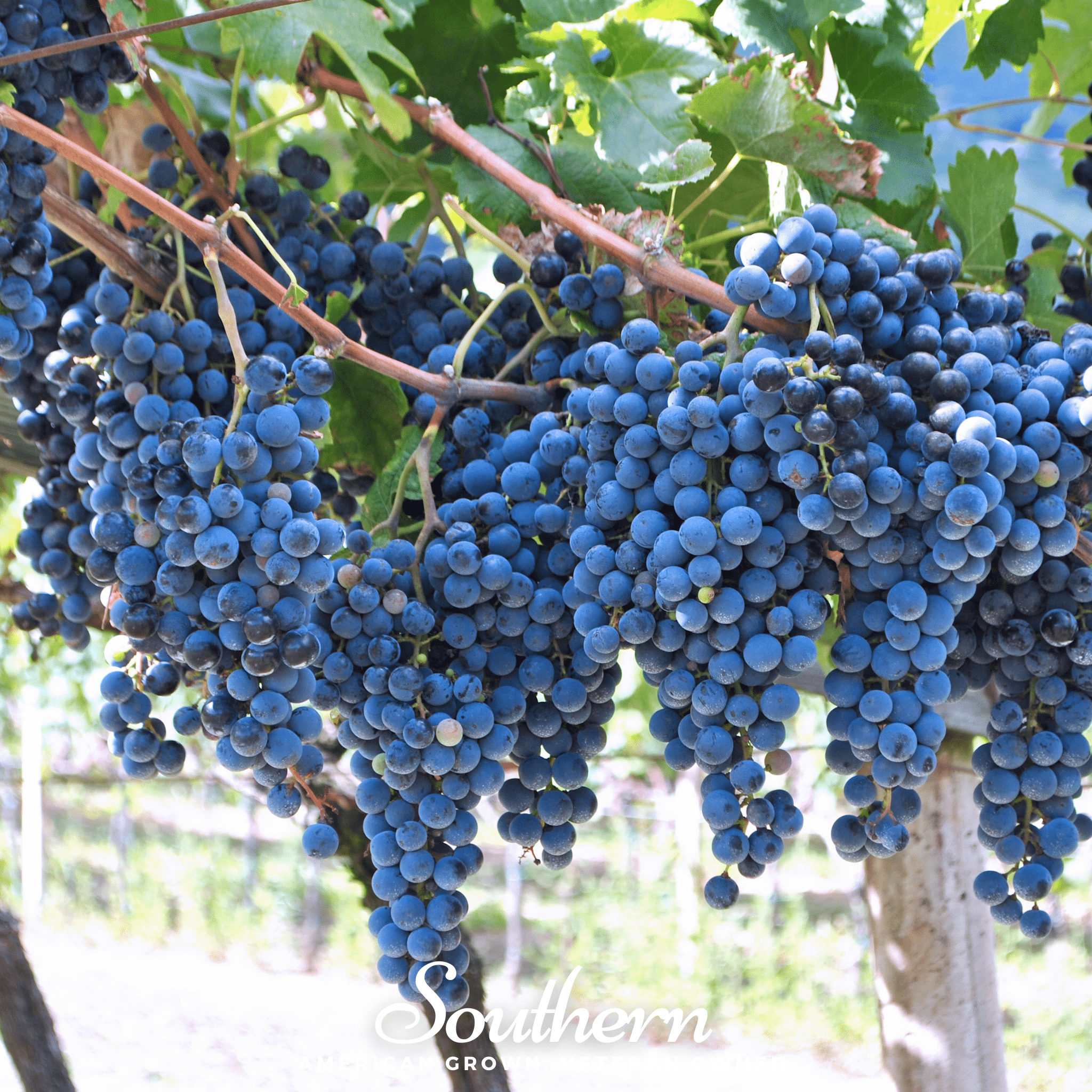 Grapes, Wine - (Vitis vinifera) - 35 Seeds seed packet from Seed Therapy – American - grown, heirloom seeds