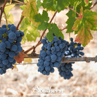 Grapes, Wine - (Vitis vinifera) - 35 Seeds seed packet from Seed Therapy – American - grown, heirloom seeds