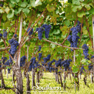 Grapes, Wine - (Vitis vinifera) - 35 Seeds seed packet from Seed Therapy – American - grown, heirloom seeds
