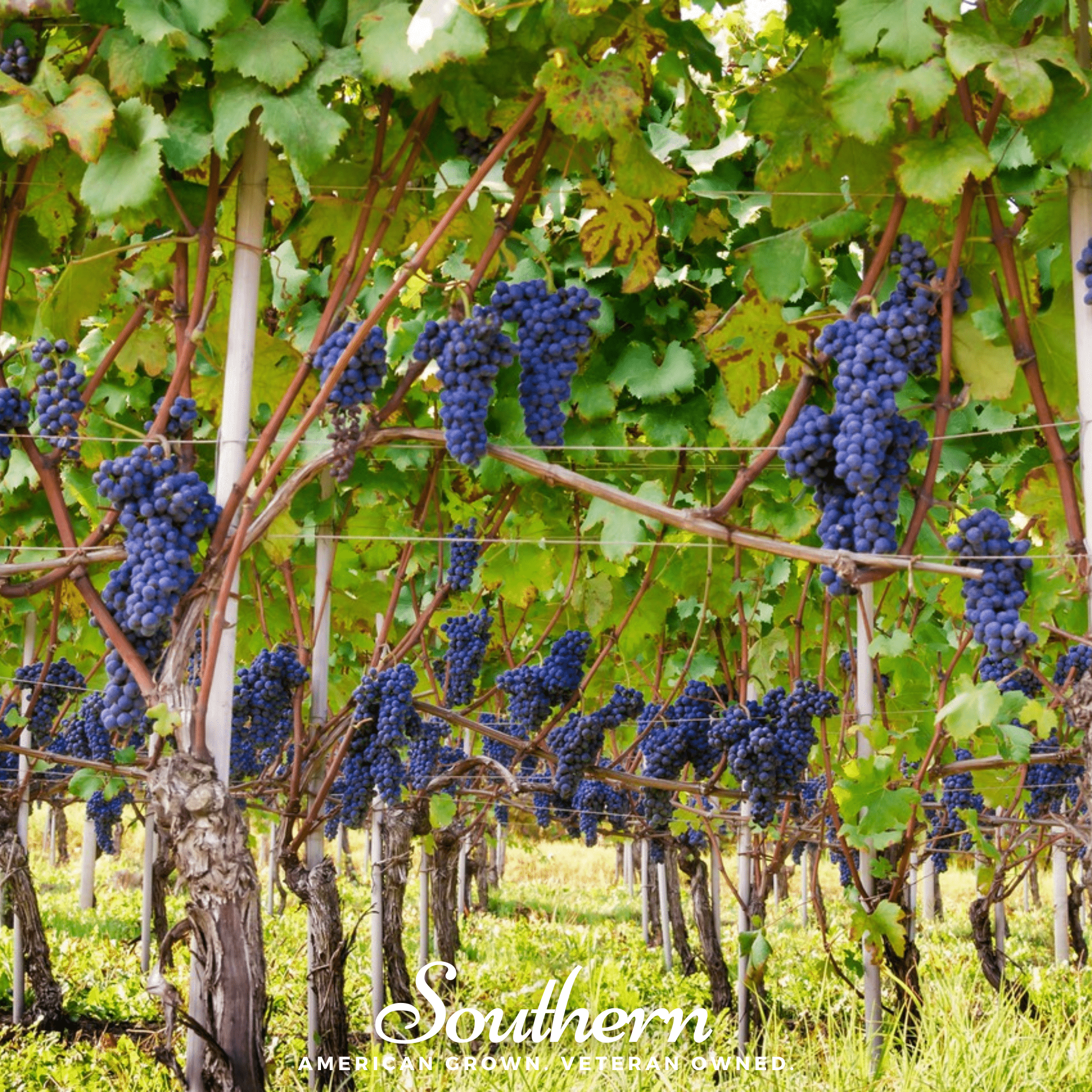 Grapes, Wine - (Vitis vinifera) - 35 Seeds seed packet from Seed Therapy – American - grown, heirloom seeds