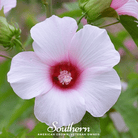 Hibiscus, Rose Mallow (Hibiscus militaris) - 25 Seeds seed packet from Seed Therapy – American - grown, heirloom seeds