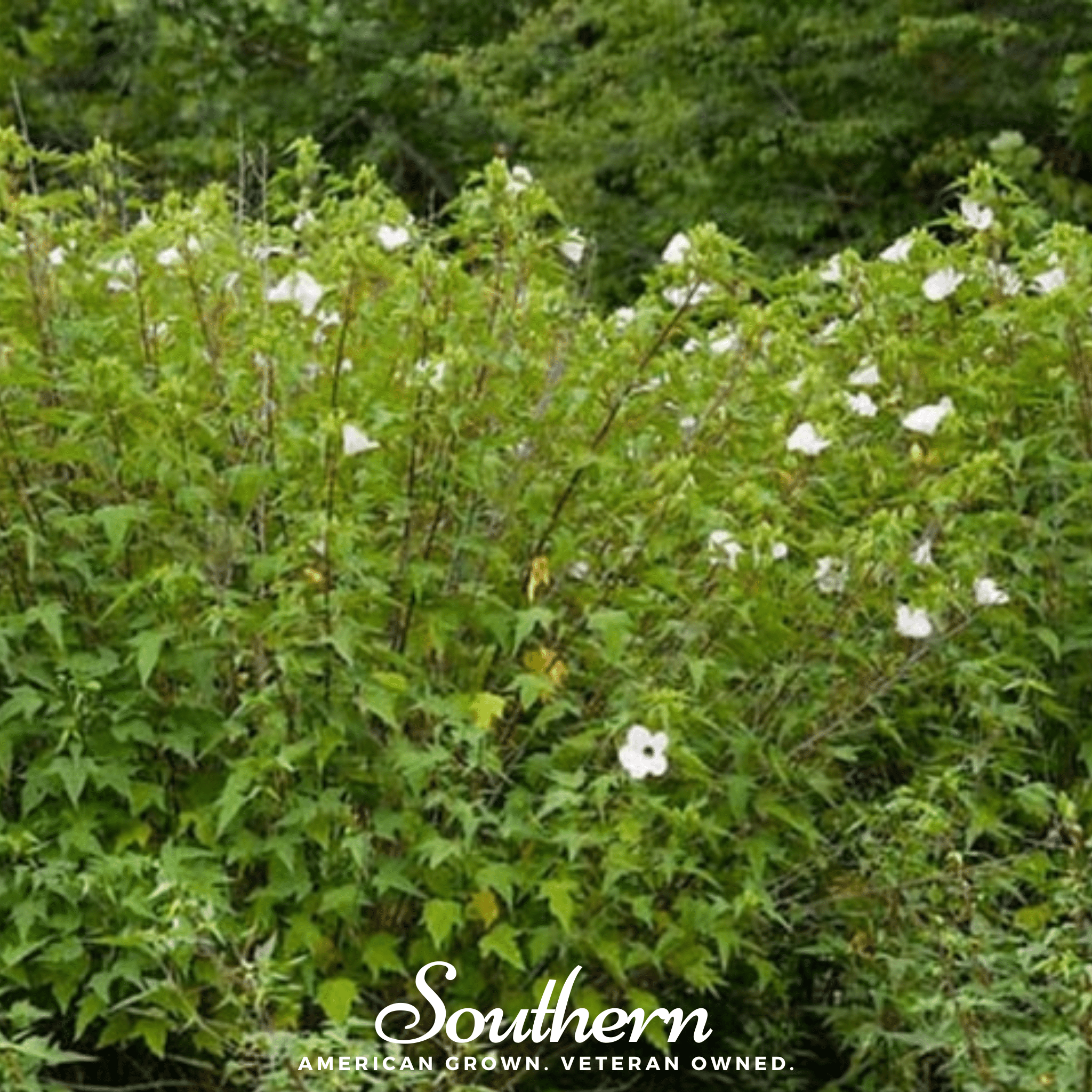 Hibiscus, Rose Mallow (Hibiscus militaris) - 25 Seeds seed packet from Seed Therapy – American - grown, heirloom seeds