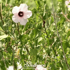 Hibiscus, Rose Mallow (Hibiscus militaris) - 25 Seeds seed packet from Seed Therapy – American - grown, heirloom seeds