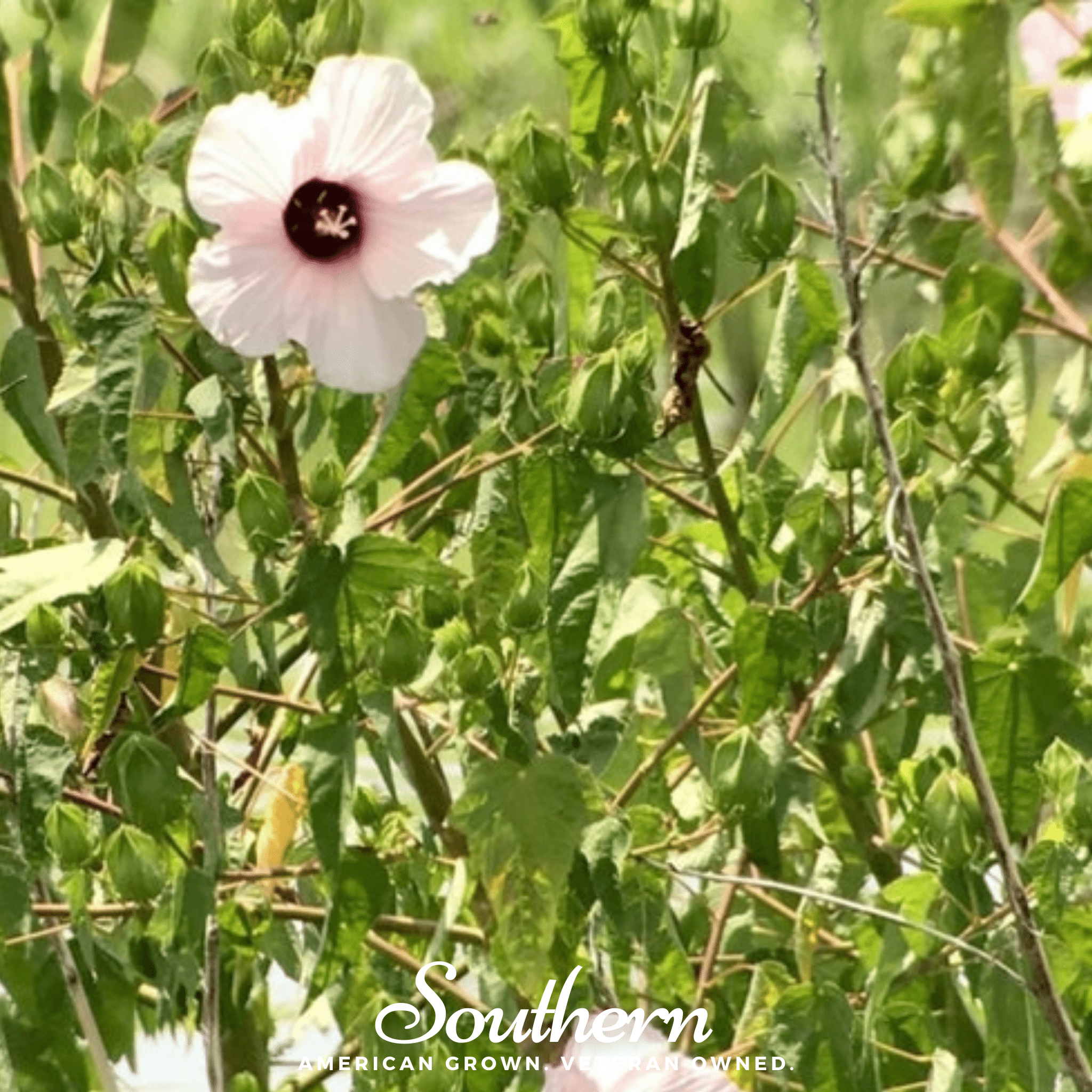 Hibiscus, Rose Mallow (Hibiscus militaris) - 25 Seeds seed packet from Seed Therapy – American - grown, heirloom seeds