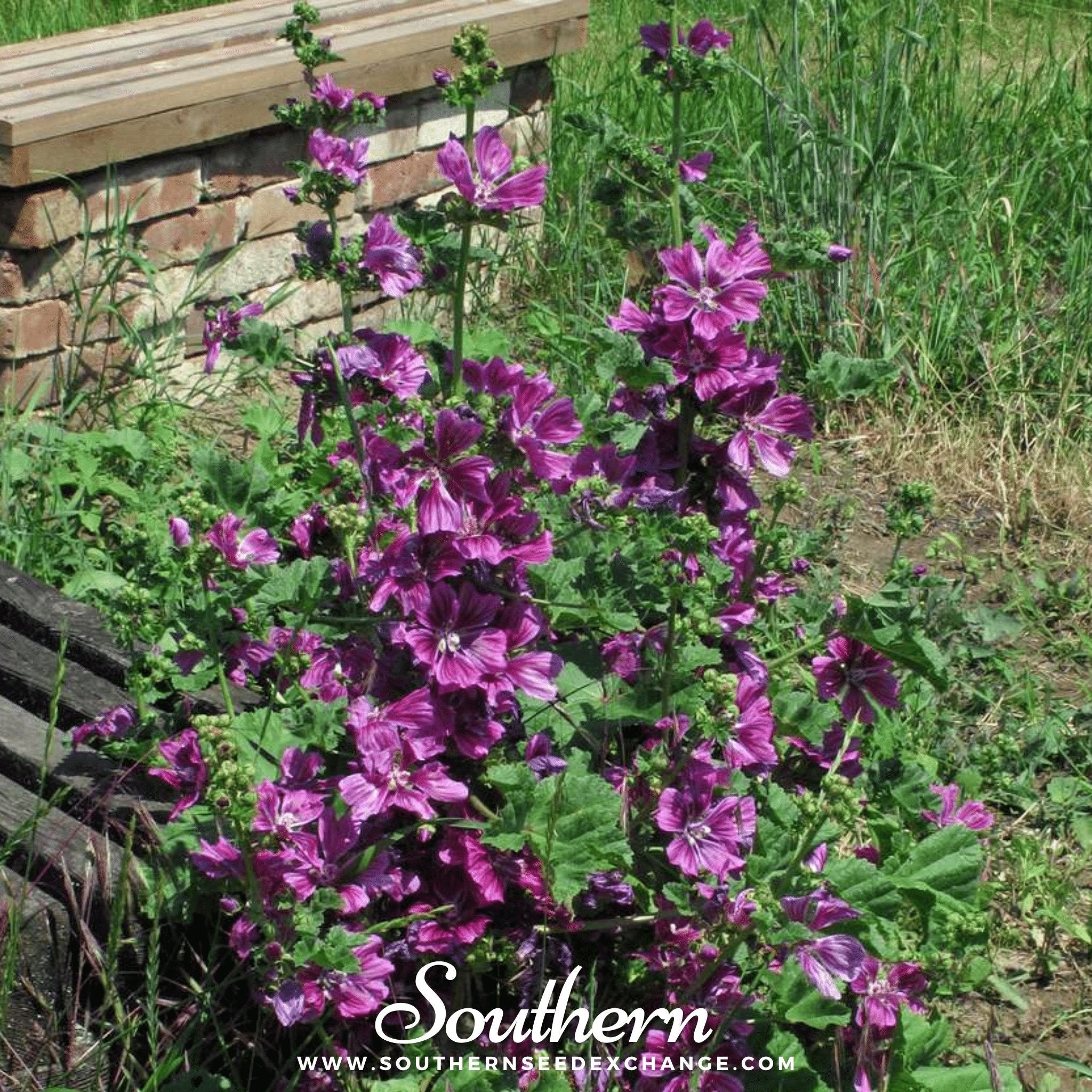 Hollyhock, French (Malva sylvestris Mauritiana) - 25 Seeds seed packet from Seed Therapy – American - grown, heirloom seeds