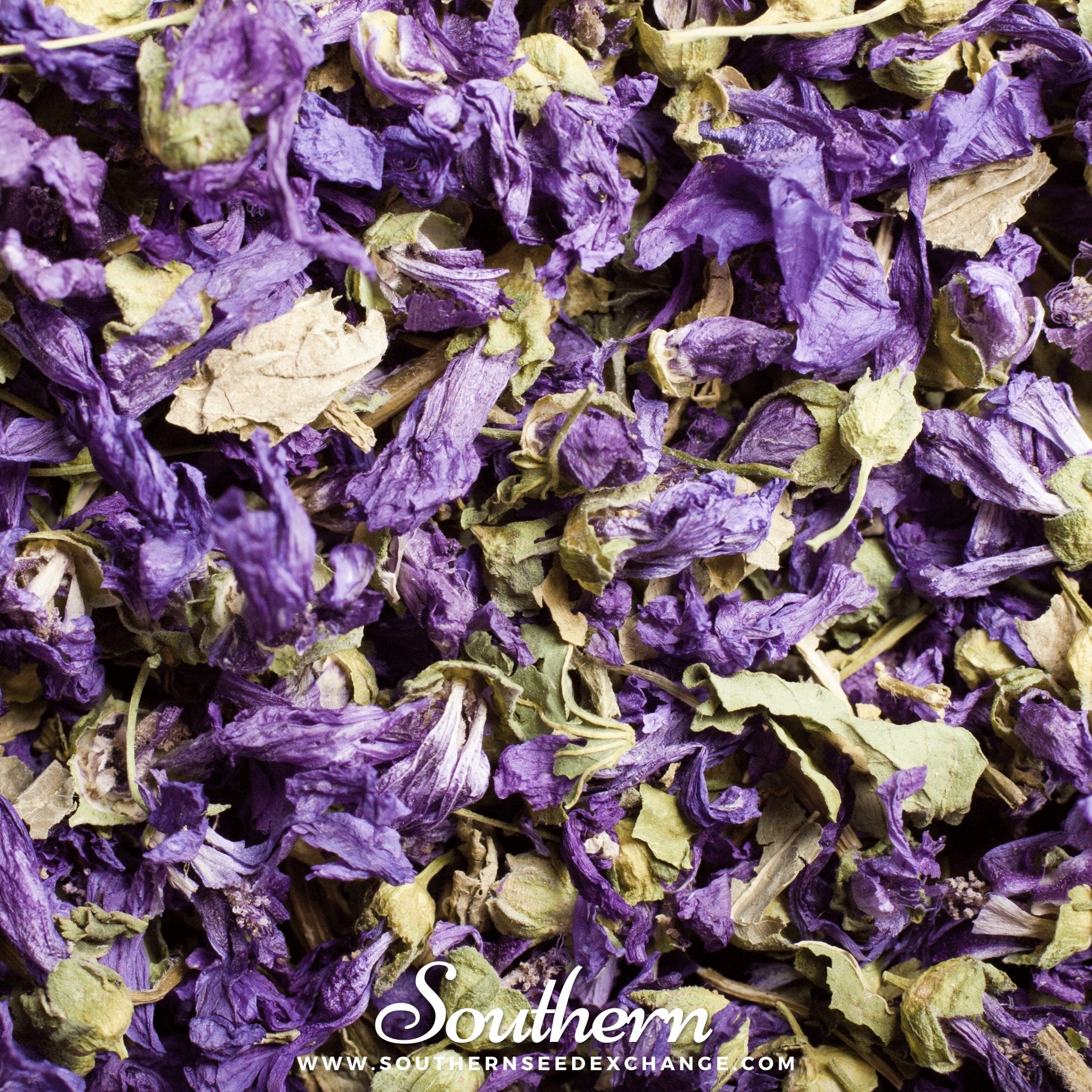 Hollyhock, French (Malva sylvestris Mauritiana) - 25 Seeds seed packet from Seed Therapy – American - grown, heirloom seeds