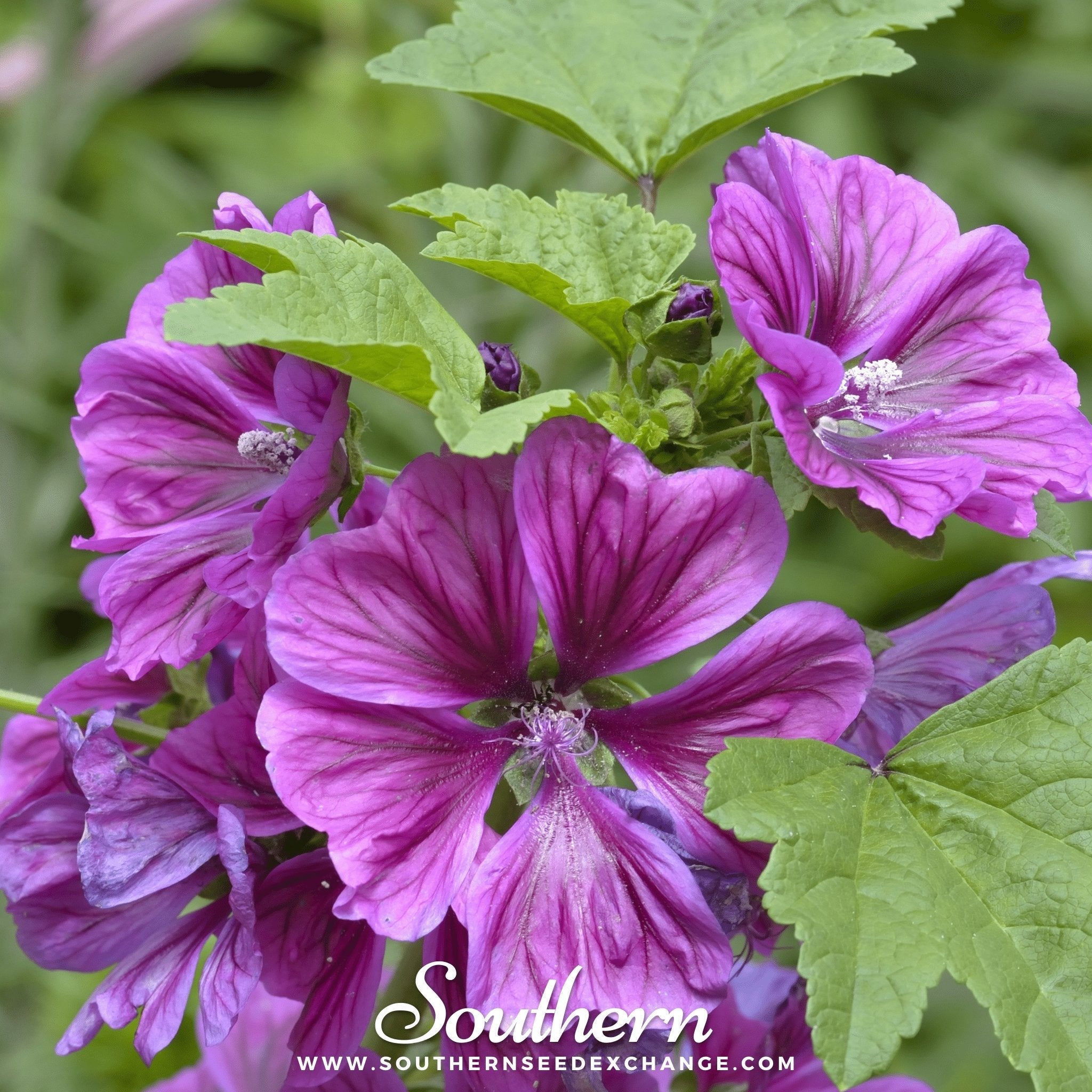 Hollyhock, French (Malva sylvestris Mauritiana) - 25 Seeds seed packet from Seed Therapy – American - grown, heirloom seeds