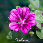 Hollyhock, French (Malva sylvestris Mauritiana) - 25 Seeds seed packet from Seed Therapy – American - grown, heirloom seeds