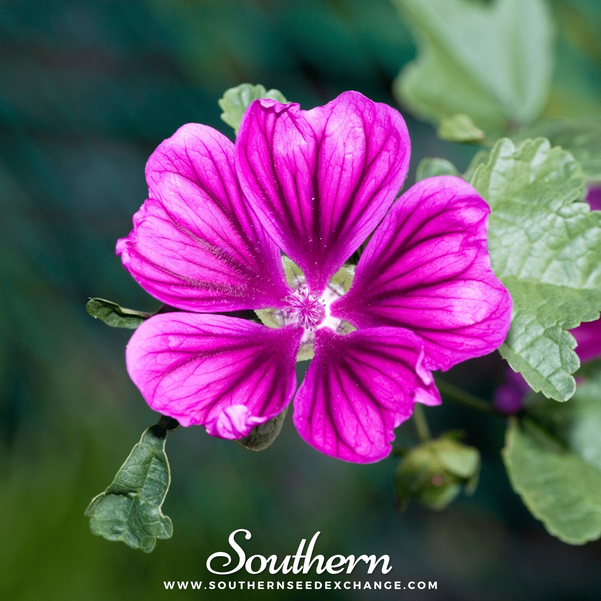 Hollyhock, French (Malva sylvestris Mauritiana) - 25 Seeds seed packet from Seed Therapy – American - grown, heirloom seeds
