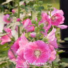 Hollyhock, Pink (Alcea Rosea) - 25 Seeds seed packet from Seed Therapy – American - grown, heirloom seeds