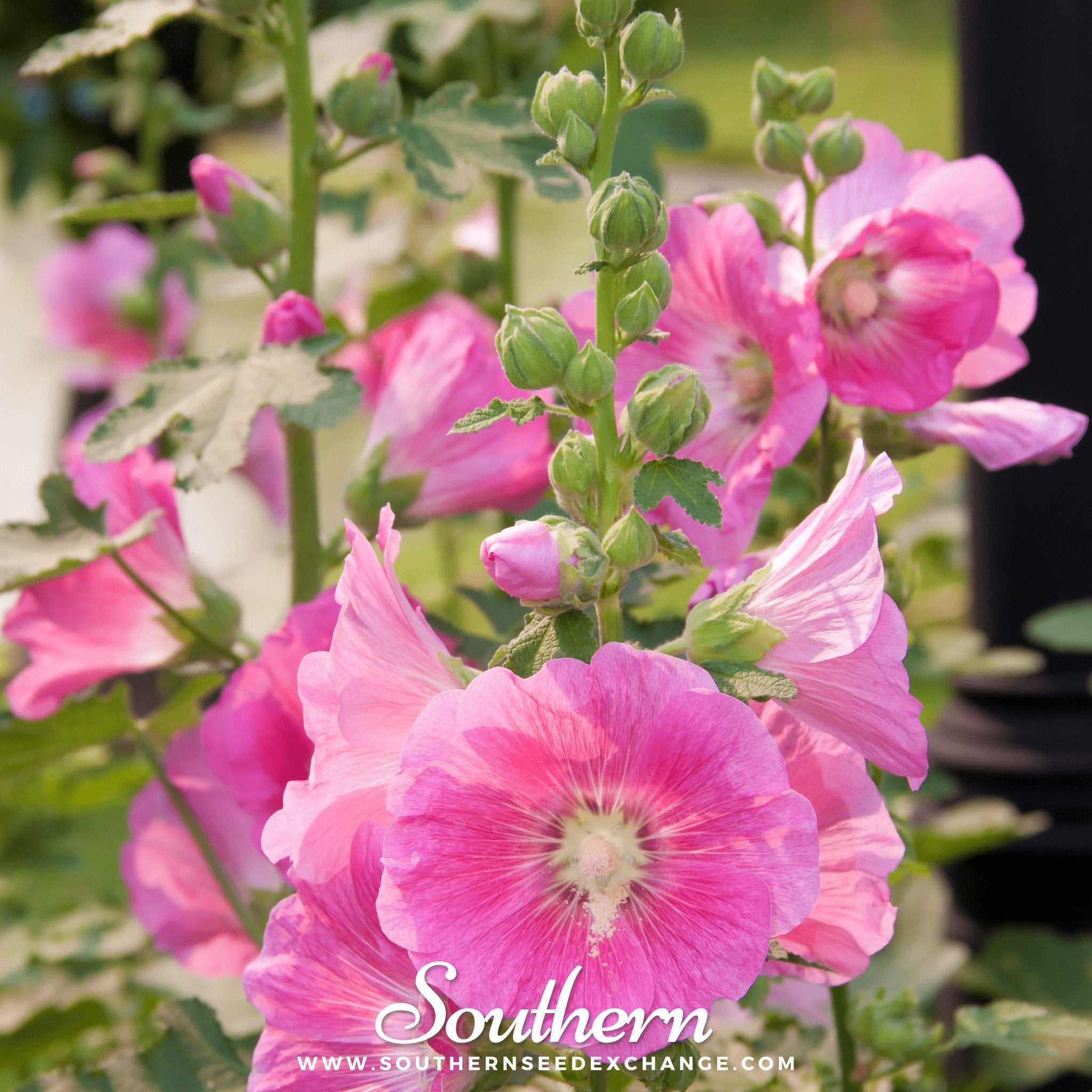 Hollyhock, Pink (Alcea Rosea) - 25 Seeds seed packet from Seed Therapy – American - grown, heirloom seeds