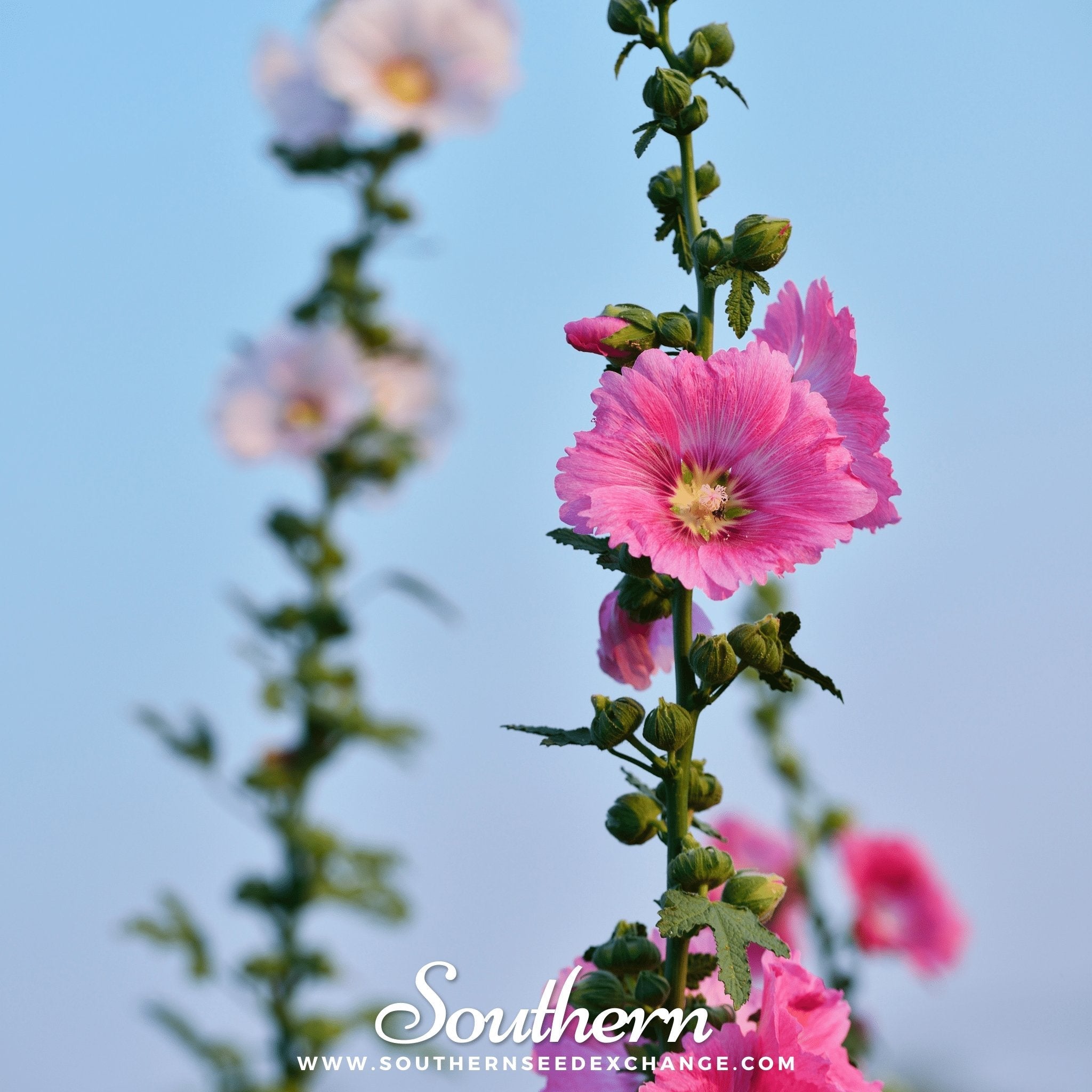 Hollyhock, Pink (Alcea Rosea) - 25 Seeds seed packet from Seed Therapy – American - grown, heirloom seeds